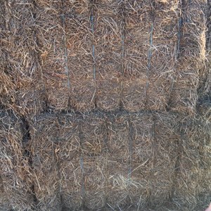 Vetch Hay 8x4x3  Bales