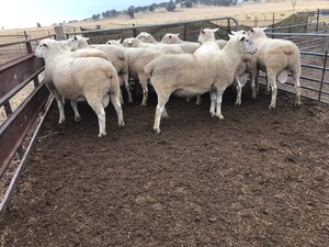 Wongabby White Suffolk Rams 