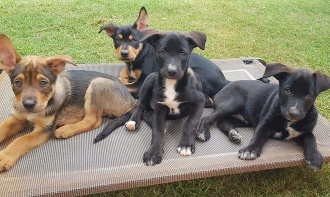 Purebred Working Kelpie Pups