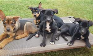 Purebred Working Kelpie Pups