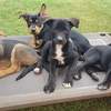 Purebred Working Kelpie Pups