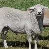 Australian White Ewes and Rams