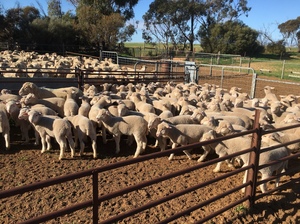 194 Merino Ewes with 124 Lambs