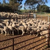 194 Merino Ewes with 124 Lambs