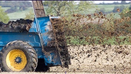 Manure  for spreading