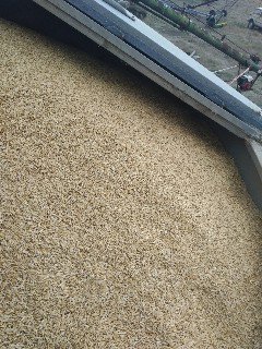 Esk Oats Seed