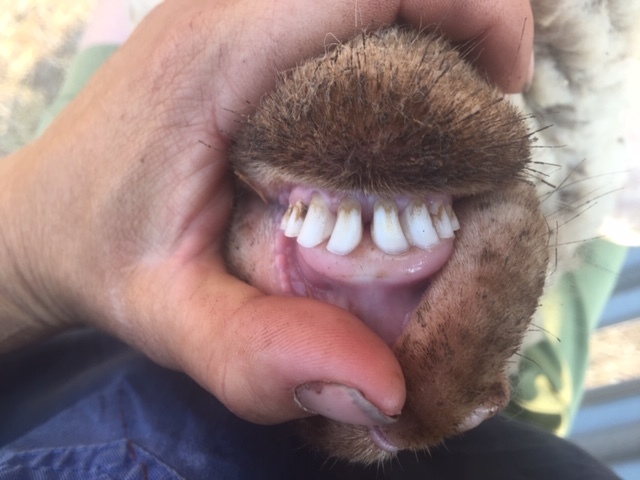 262 merino wether lambs 