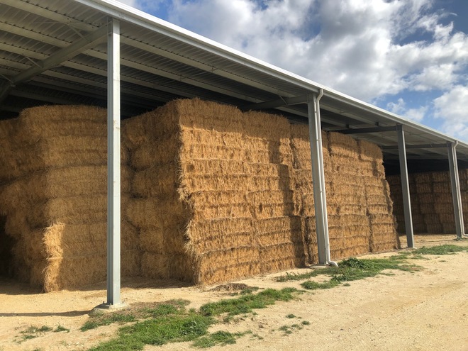 Rye Grass Hay