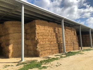 Rye Grass Hay