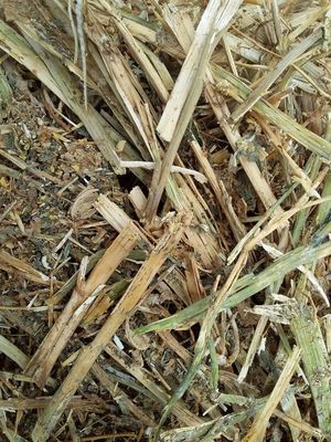 150mt Canola Hay 510kg 8x4x3 Bales