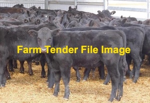 WANTED 50 weaner Angus steers