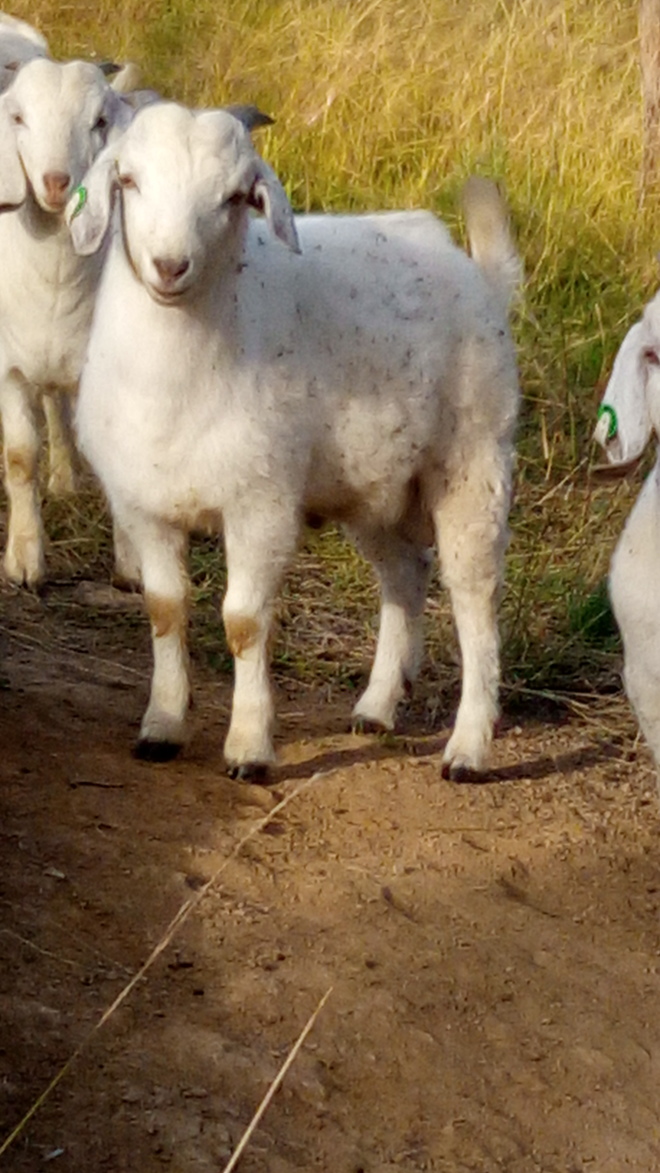 Young boer cross buck for sale