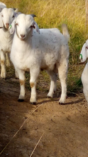 Young boer cross buck for sale