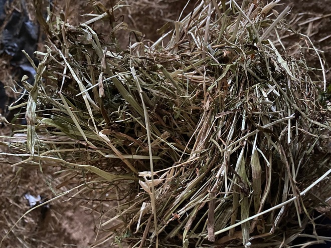 RYE GRASS HAY 8X4X3 SHEDDED