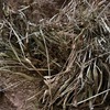 RYE GRASS HAY 8X4X3 SHEDDED