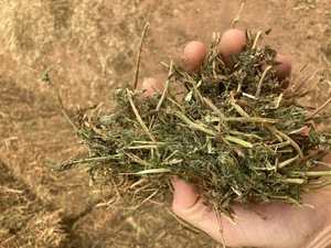 New Season Vetch Hay 8x4x3 Bales Feed Tested