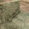 Oaten Hay