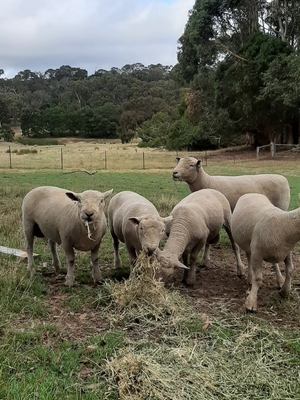 Southdown rams