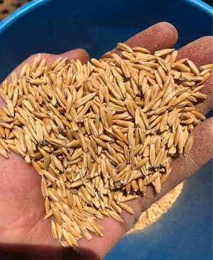 90 m/t Hay Oat seed