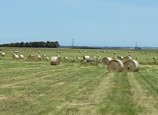 Grass Hay Rolls - cut and baled December 2019