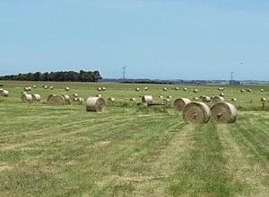 Grass Hay Rolls - cut and baled December 2019