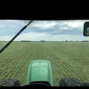 Barley Pea Raddish silage bales