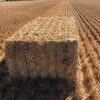 8x4x3 barley straw bales