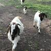 FOUR GOATS FOR SALE