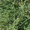 250 x Lucerne Hay 5x4 Rolls