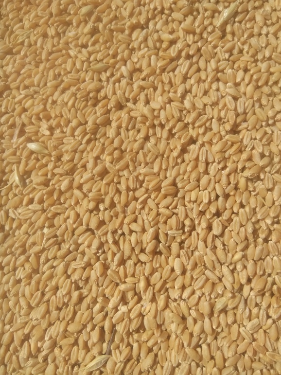 50mt Wheat APW/H2