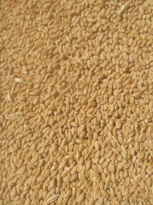 50mt Wheat APW/H2