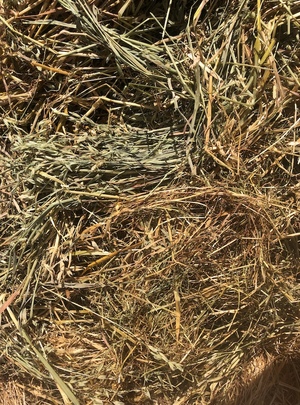 Winteroo Oats & Tetila Rye Hay 8x4x3 Bales