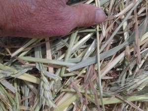 44m/t Hay Delivered to Inverell/Tenterfield Area