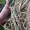 Wheaten Hay 8x4x3 Bales ($230 per ton delivered Kyabram)