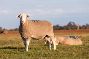 2018 Drop Poll Dorset Rams for Sale