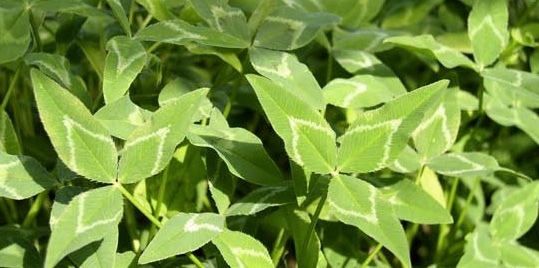Shaftal/Arrowleaf Clover Mix