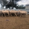 30 x First Cross Ewe Lambs