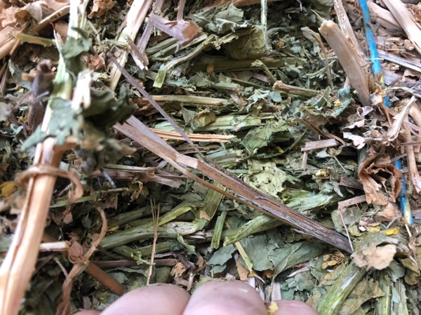 Canola hay