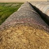 WHEAT HAY - Rolls