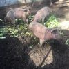 Pigs and Piglets
