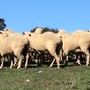 Prime Crossbreed Ewes Merino X Suffolk Station Mated 2nd Lambing Quality Breeding Ewes