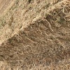 1000mt Barley Hay 650kg 8x4x3 Bales (New Season)