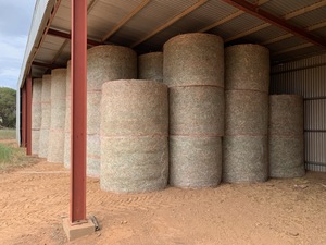 Freshly Baled Canola Hay