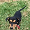 Pure Bred Kelpie Pups