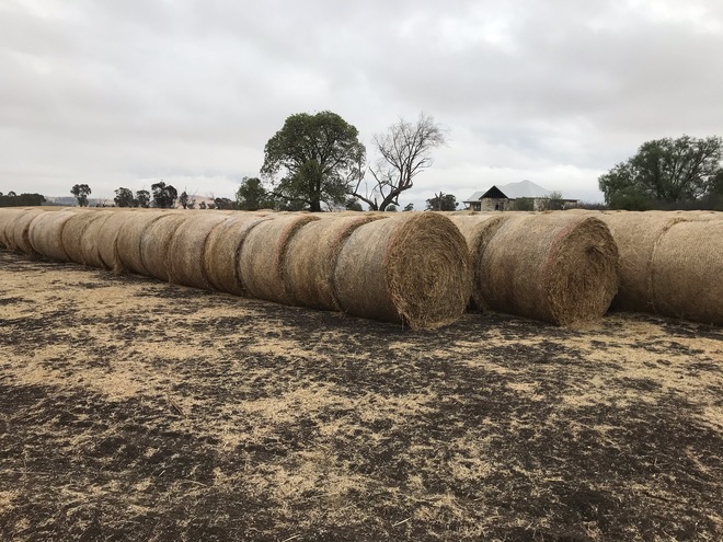 500 Oaten Rye Hay 5x4 Rolls 'New Season'