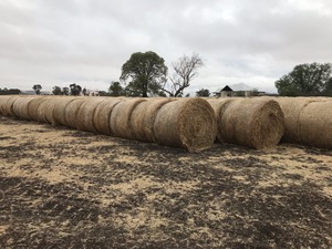 500 Oaten Rye Hay 5x4 Rolls 'New Season'