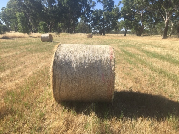 Pasture Hay 4x4 Round Bales