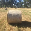 Pasture Hay 4x4 Round Bales