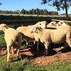 Prime Crossbreed Ewes Merino X Suffolk Station Mated 2nd Lambing Quality Breeding Ewes