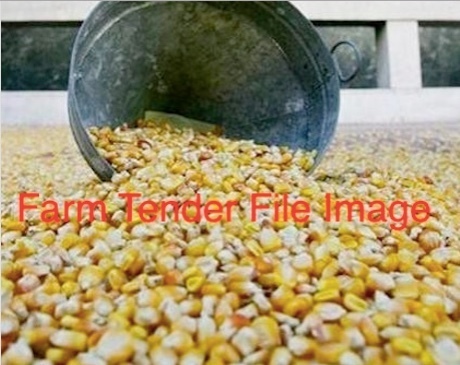 30/mt Feed Corn For Sale ex farm in Verticle storage